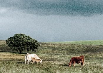 agricultura pecuária