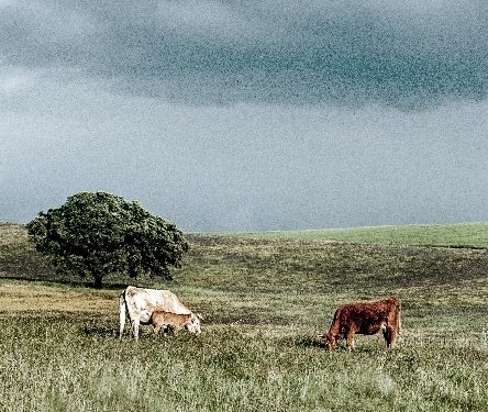 agricultura pecuária