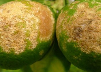 greening citrinos