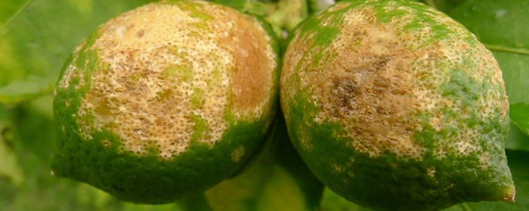 greening citrinos