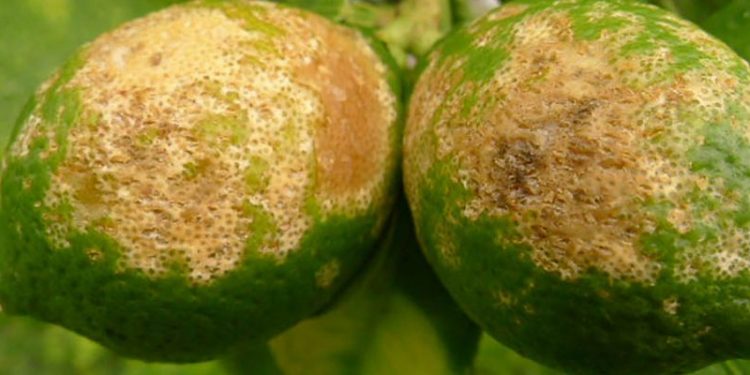 greening citrinos