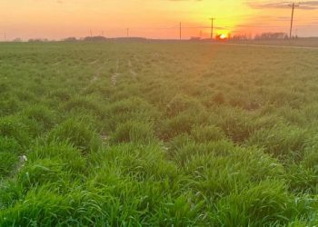 cover crops