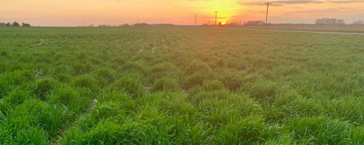 cover crops