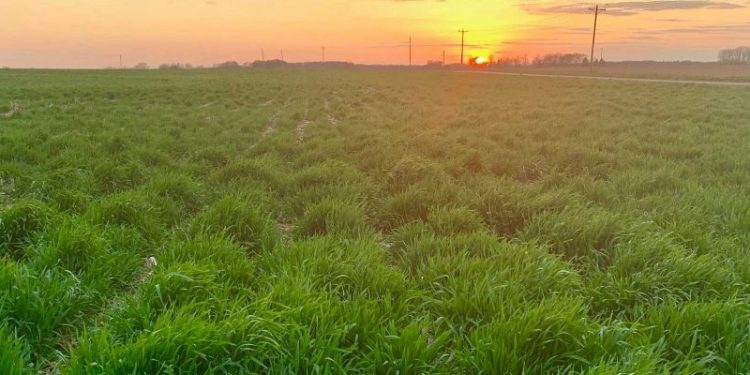 cover crops