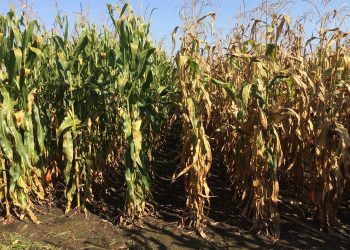 corn hybrid
