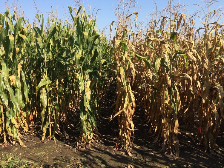 corn hybrid