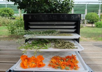 ervas aromáticas secagem