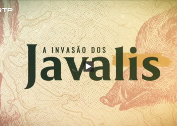 invasao javalis