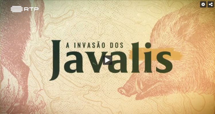 invasao javalis