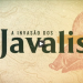 invasao javalis