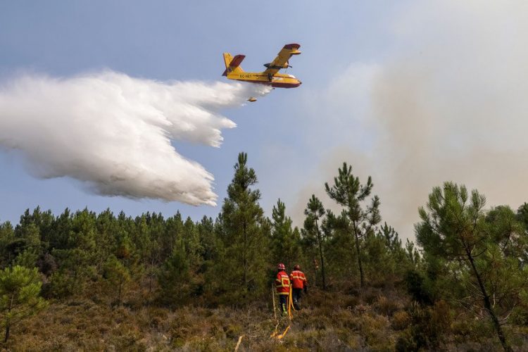 pinhal incêndio