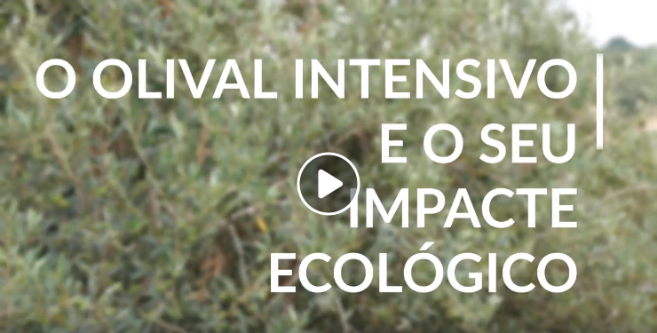 olival impactes ecologicos
