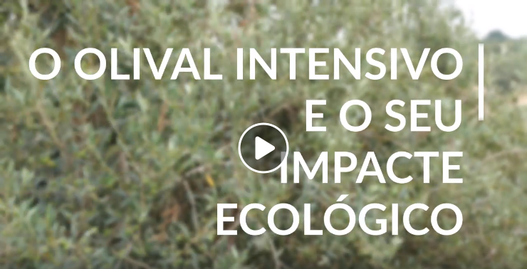 olival impactes ecologicos