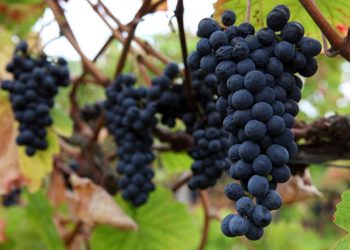 touriga nacional