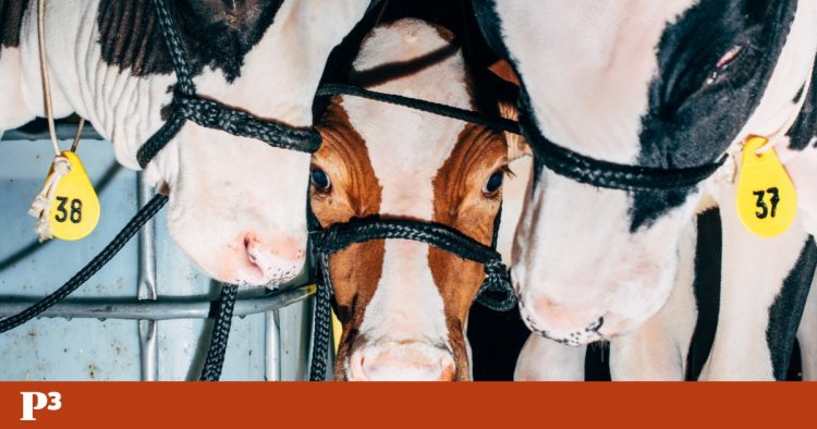 vacas