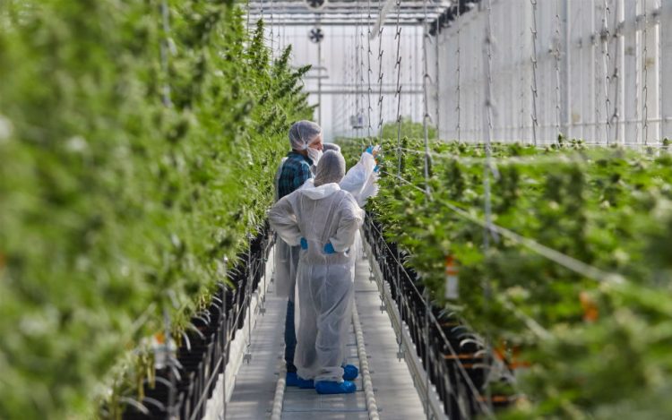 Tilray Portugal