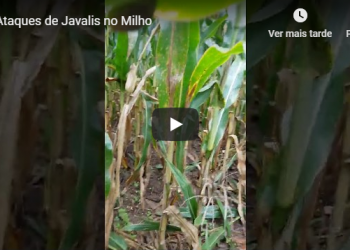 ataques de javalis milho