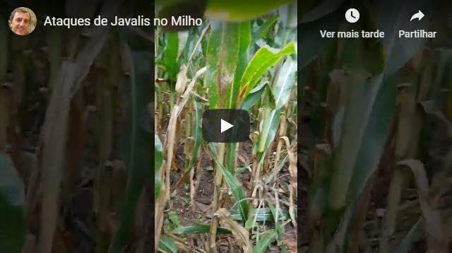 ataques de javalis milho