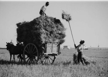 Campos alentejo 1950