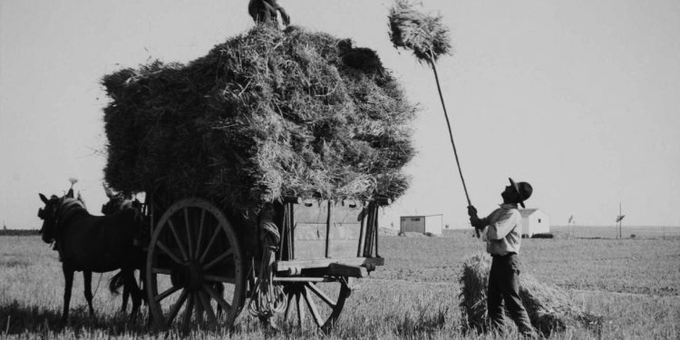 Campos alentejo 1950