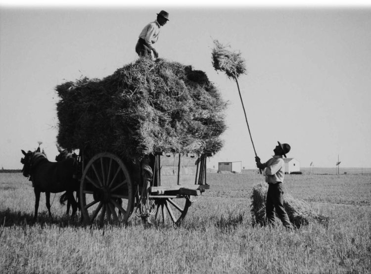 Campos alentejo 1950