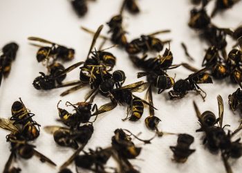 vespa asiática
