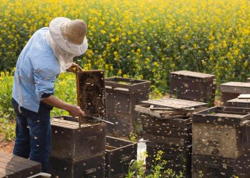 bee colony