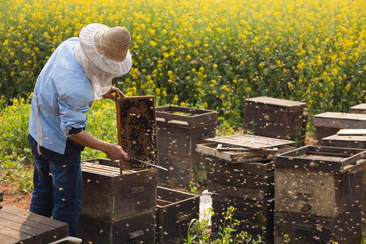 bee colony