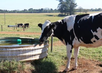vaca