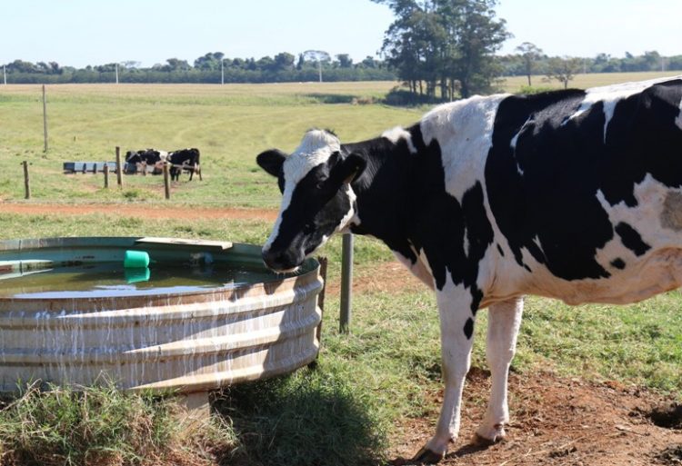 vaca