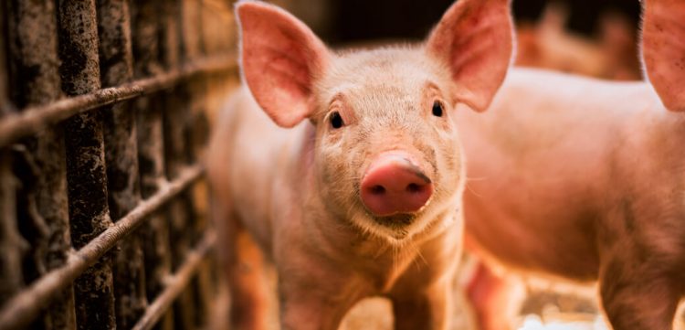 pig