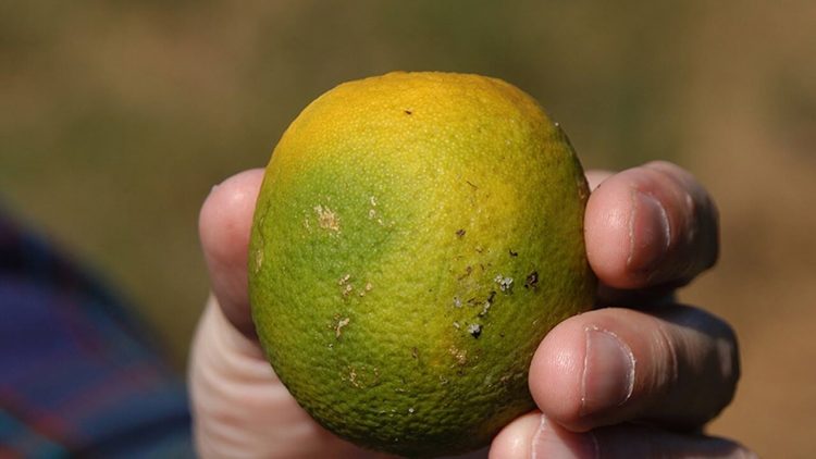 citrus greening