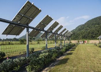 culturas debaixo de paineis fotovoltaicos
