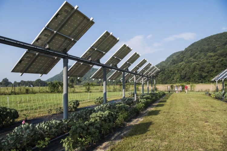 culturas debaixo de paineis fotovoltaicos