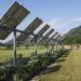 culturas debaixo de paineis fotovoltaicos