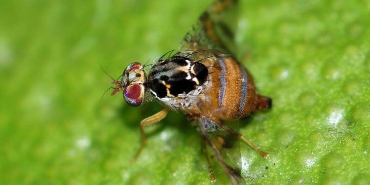 Ceratitis capitata