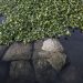 jacintos de água