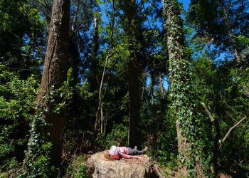 floresta