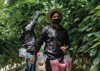 Trabalhador agrícola imigrante