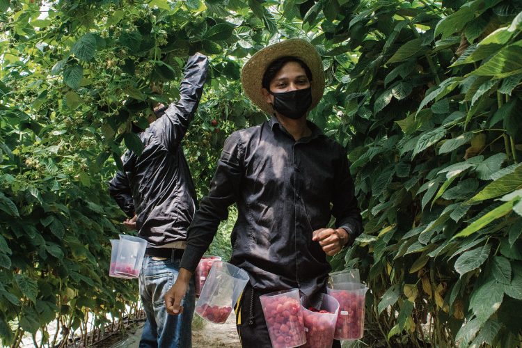 Trabalhador agrícola imigrante