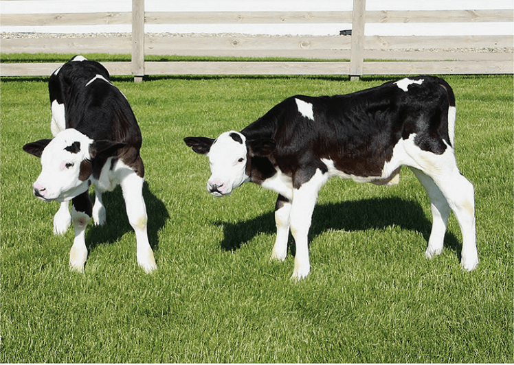 vacas
