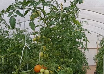 tomate