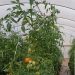 tomate