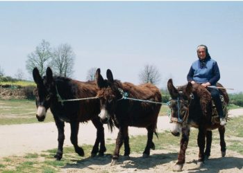 carroça burros