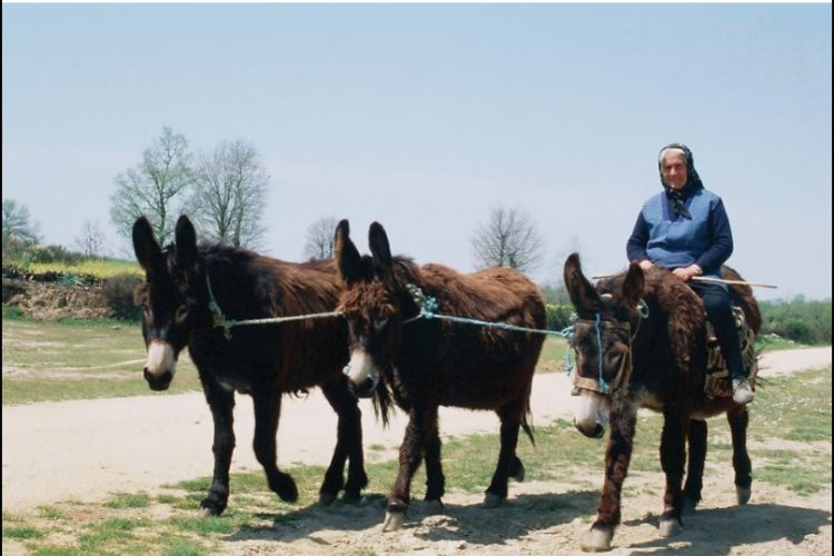 carroça burros