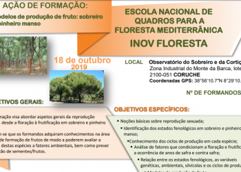 formação sobreiro e pinheiro manso