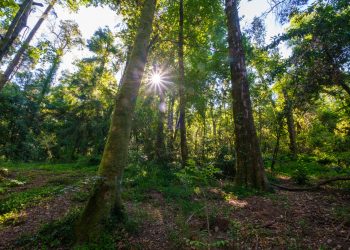 floresta