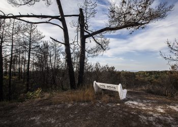 floresta ardida