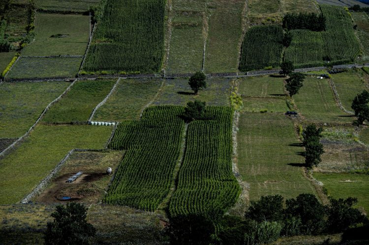 campo
