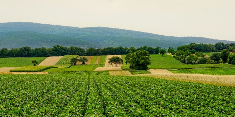 Agricultura